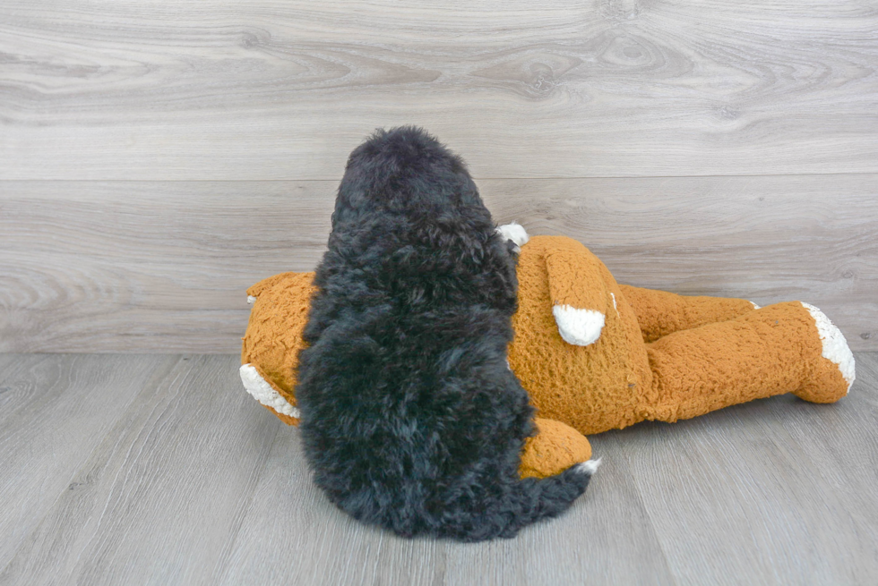 Little Mini Berniedoodle Poodle Mix Puppy