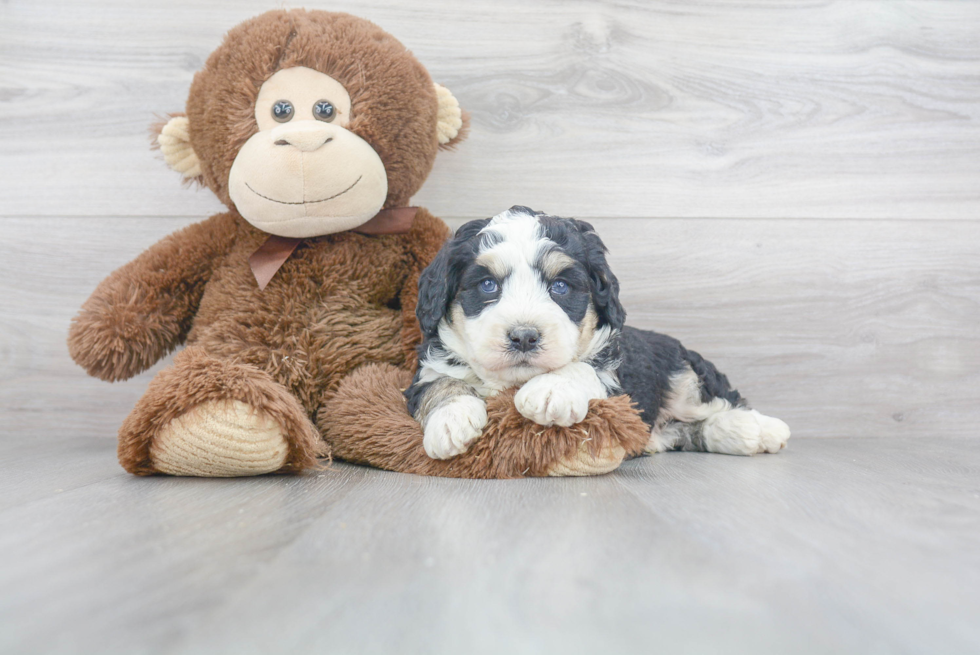 Mini Bernedoodle Pup Being Cute