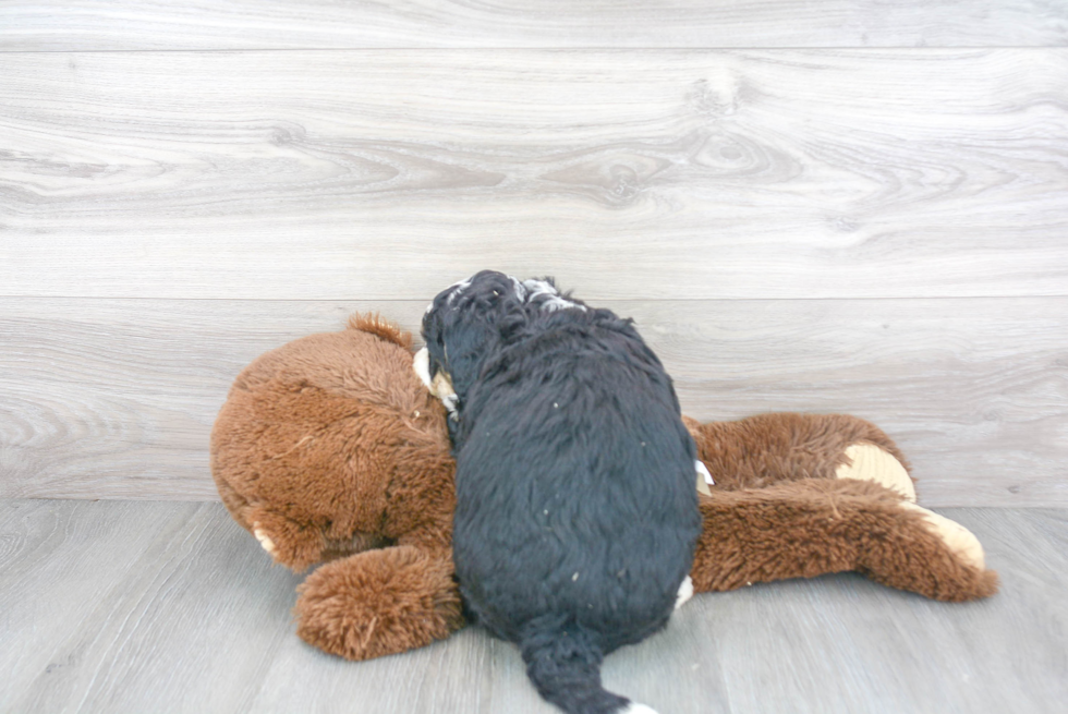 Mini Bernedoodle Pup Being Cute