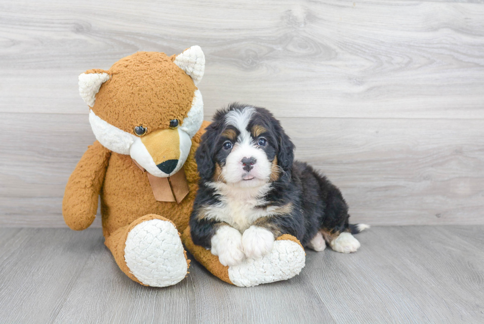 Best Mini Bernedoodle Baby