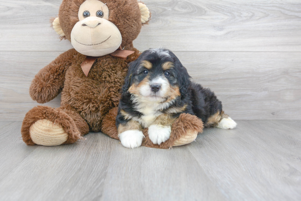 Sweet Mini Bernedoodle Baby