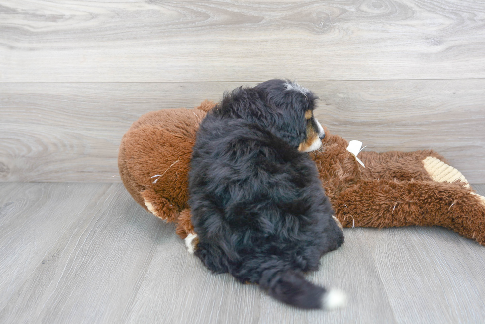 Adorable Bernadoodle Poodle Mix Puppy