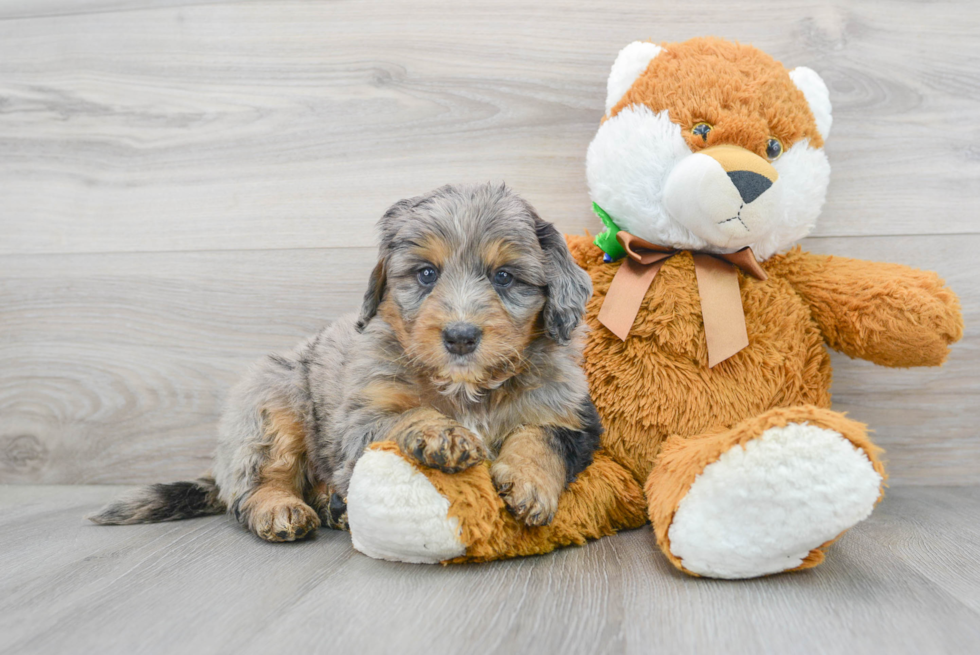 Mini Bernedoodle Puppy for Adoption