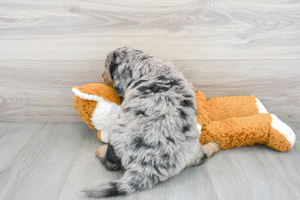 Sweet Mini Bernedoodle Baby