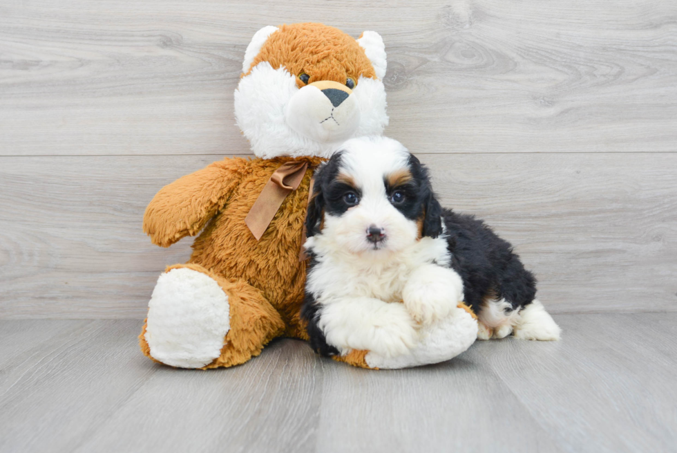 Mini Bernedoodle Pup Being Cute