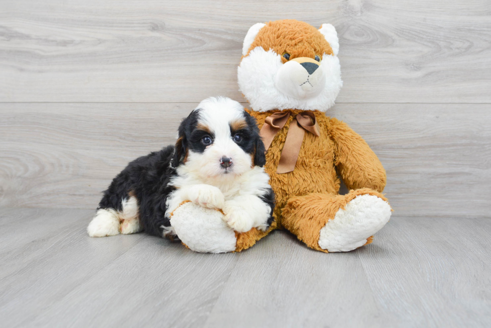 Fluffy Mini Bernedoodle Poodle Mix Pup