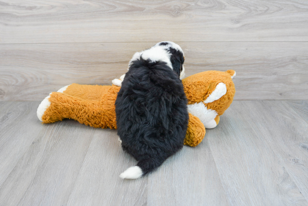 Best Mini Bernedoodle Baby