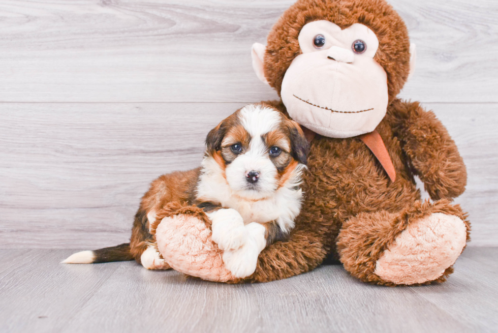 Little Mini Berniedoodle Poodle Mix Puppy