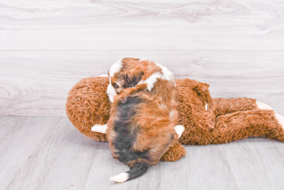 Best Mini Bernedoodle Baby