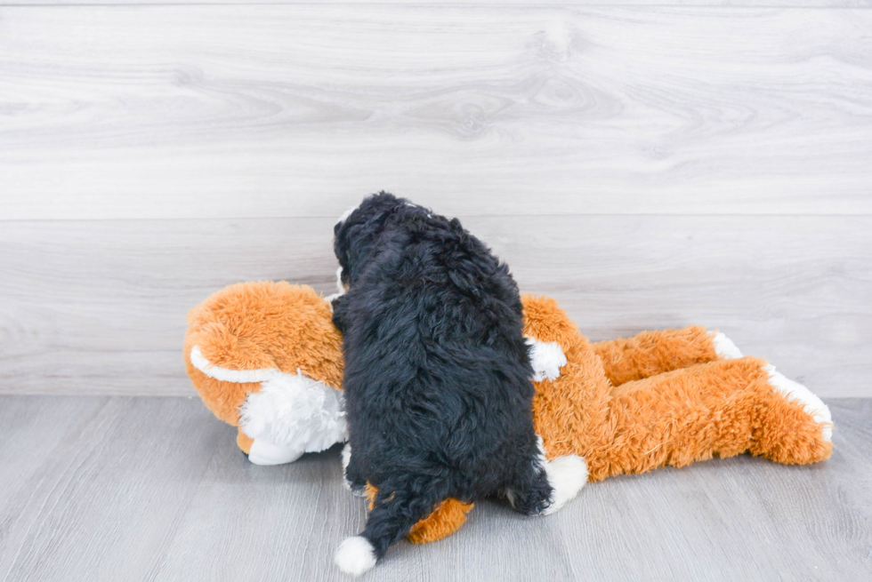 Petite Mini Bernedoodle Poodle Mix Pup
