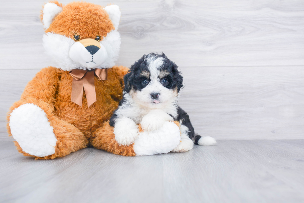 Mini Bernedoodle Pup Being Cute