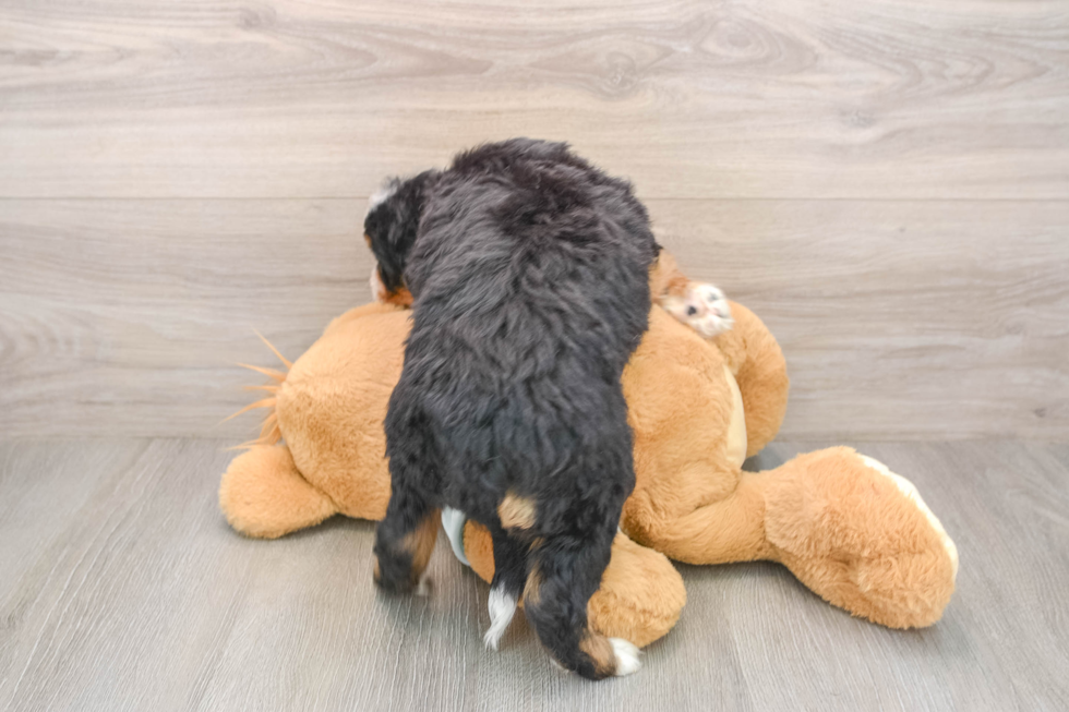 Mini Bernedoodle Puppy for Adoption