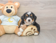5 week old Mini Bernedoodle Puppy For Sale - Premier Pups