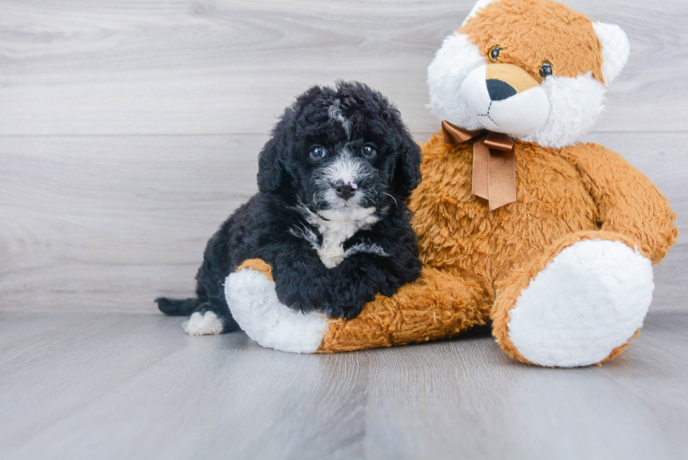 Mini Bernedoodle Pup Being Cute