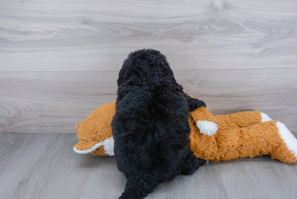 Petite Mini Bernedoodle Poodle Mix Pup