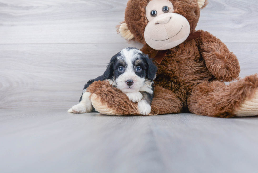Friendly Mini Bernedoodle Baby