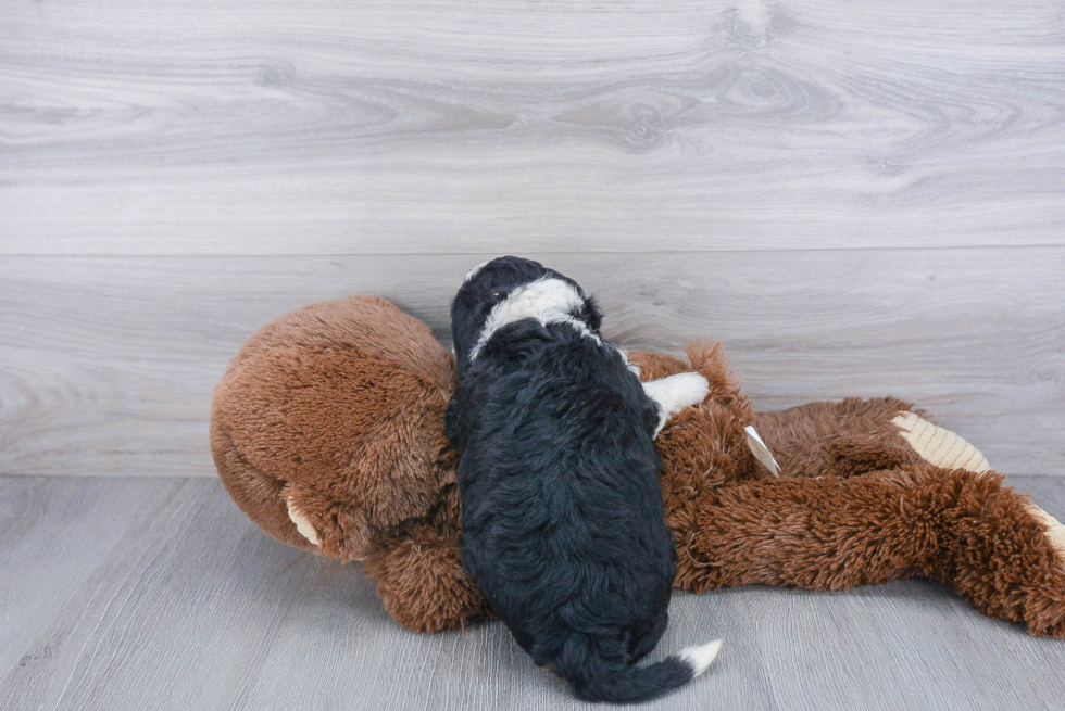 Mini Bernedoodle Pup Being Cute