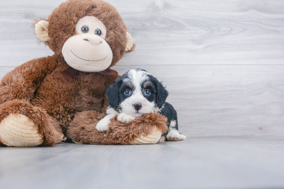 Smart Mini Bernedoodle Poodle Mix Pup