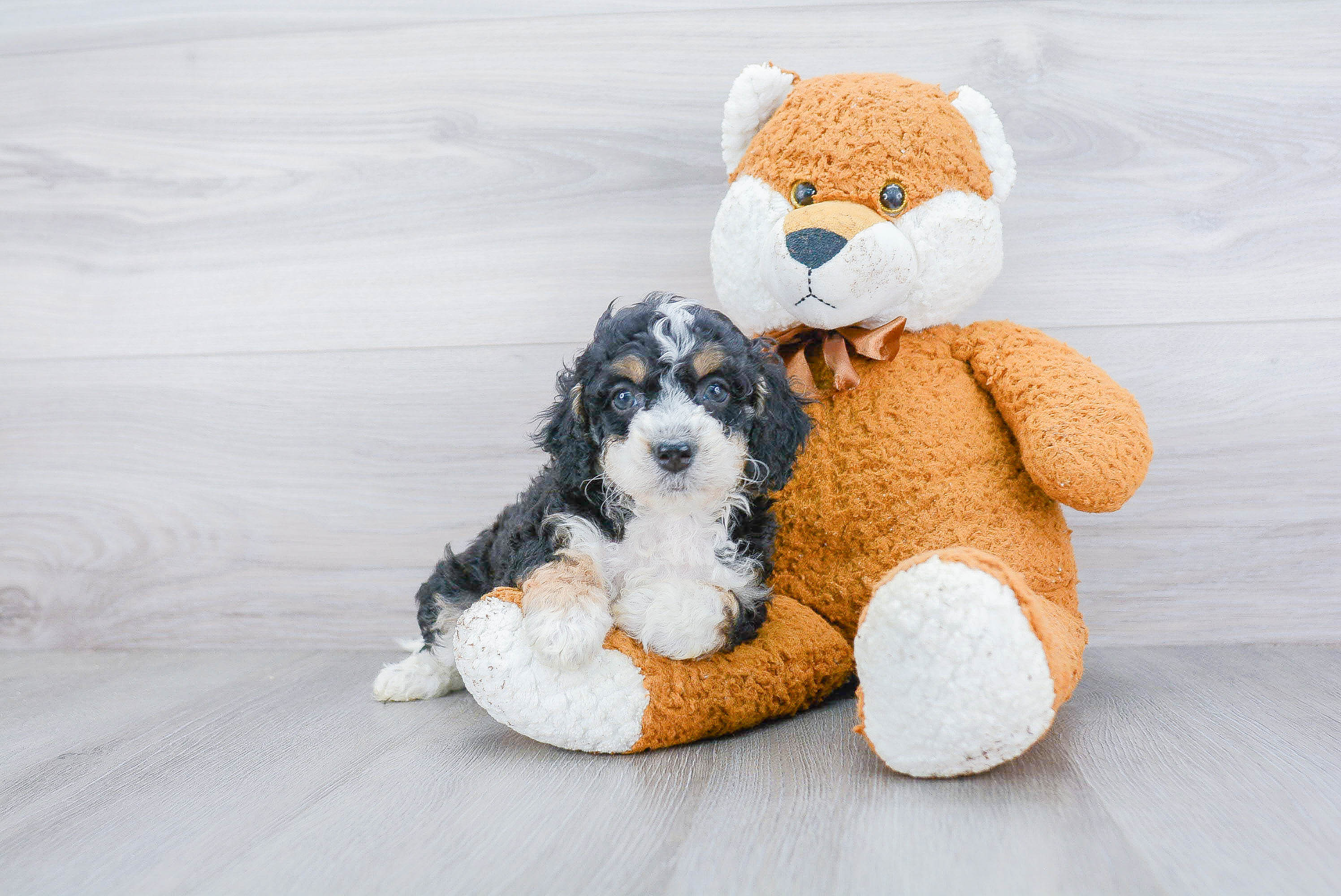 Happy Mini Bernedoodle Baby