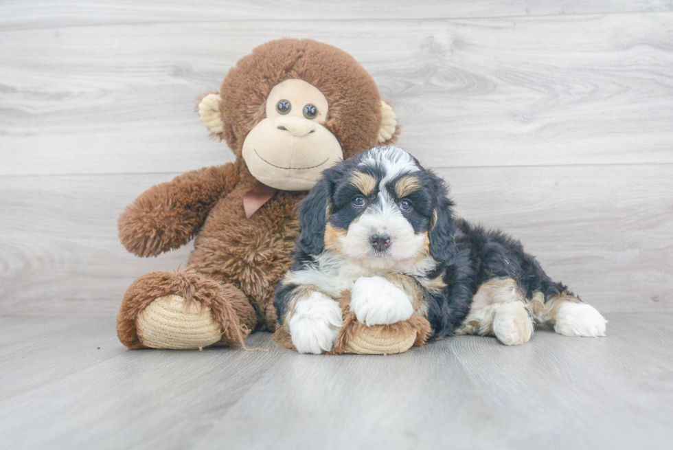 Mini Bernedoodle Pup Being Cute
