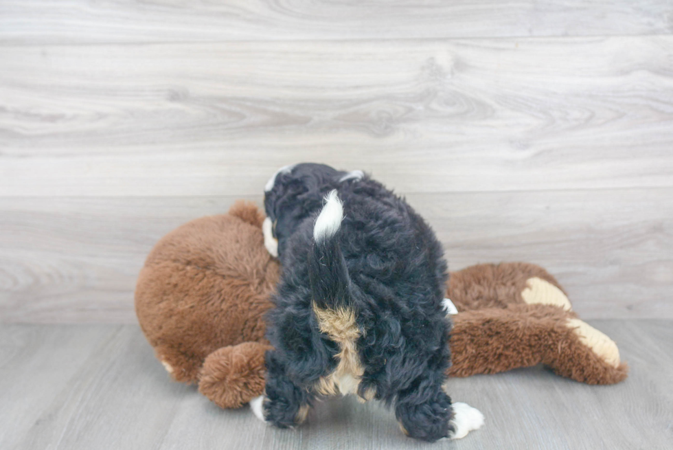 Sweet Mini Bernedoodle Baby