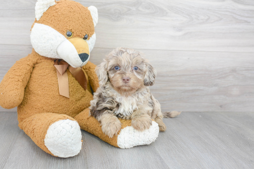 Mini Bernedoodle Pup Being Cute