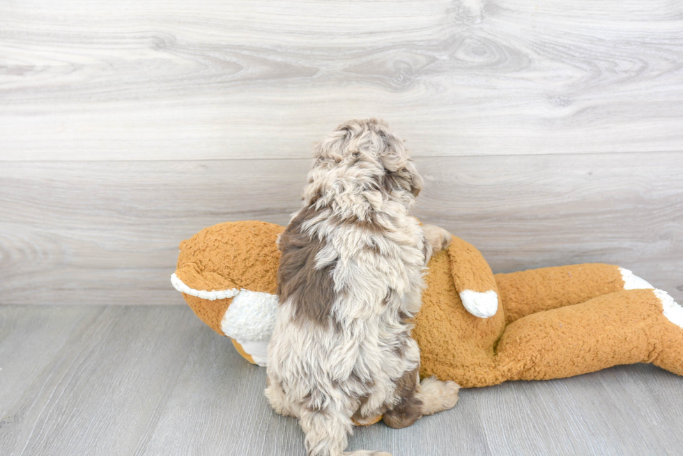 Little Mini Berniedoodle Poodle Mix Puppy