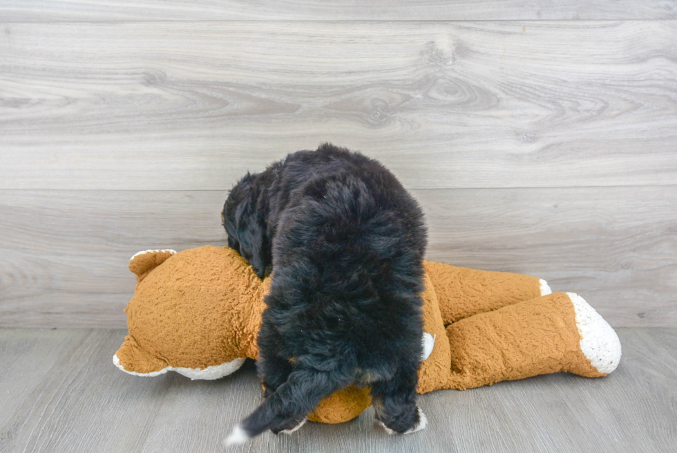 Cute Mini Bernedoodle Baby