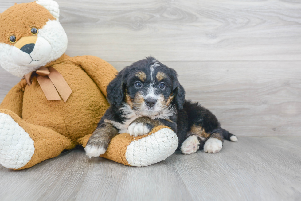 Mini Bernedoodle Puppy for Adoption