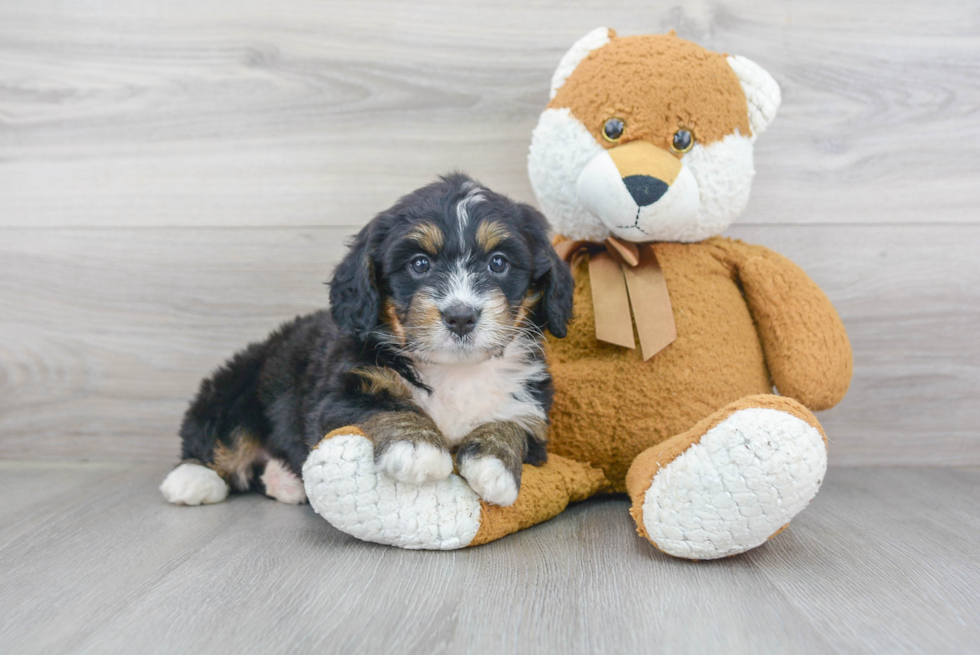 Popular Mini Bernedoodle Poodle Mix Pup