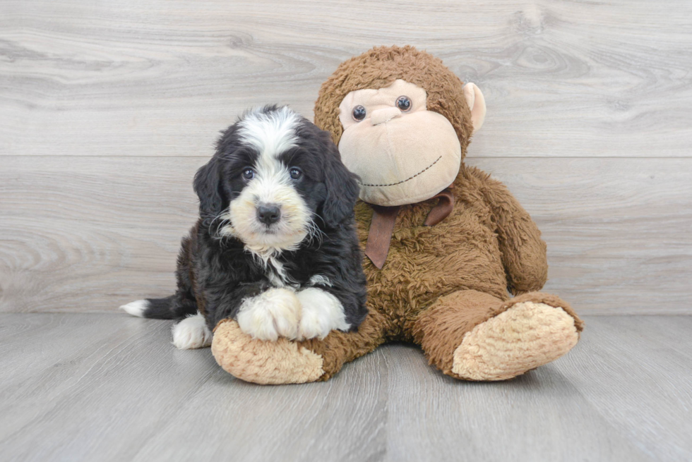 Mini Bernedoodle Puppy for Adoption