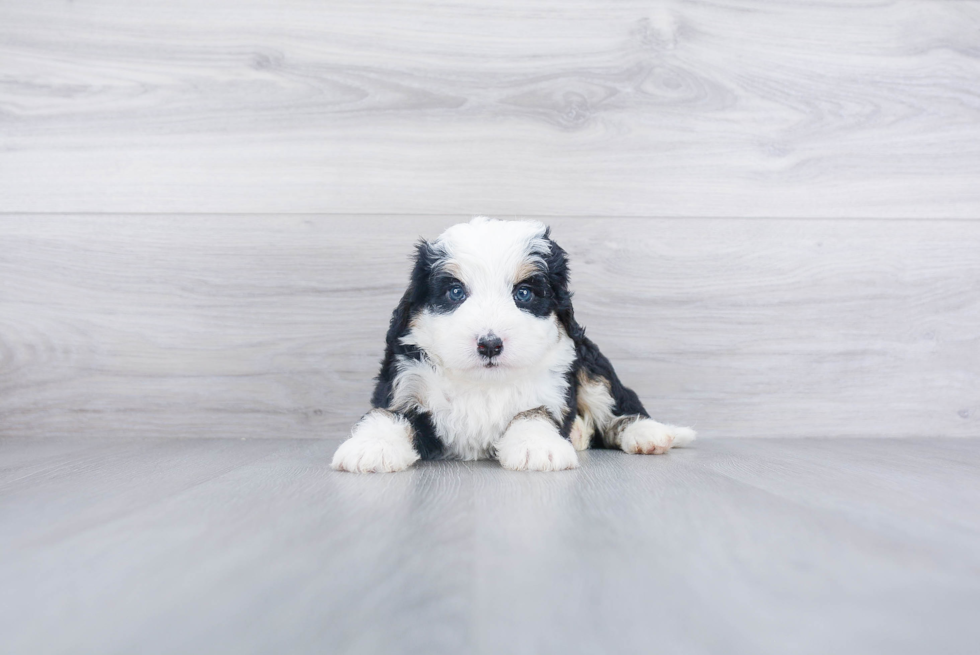 Little Mini Berniedoodle Poodle Mix Puppy
