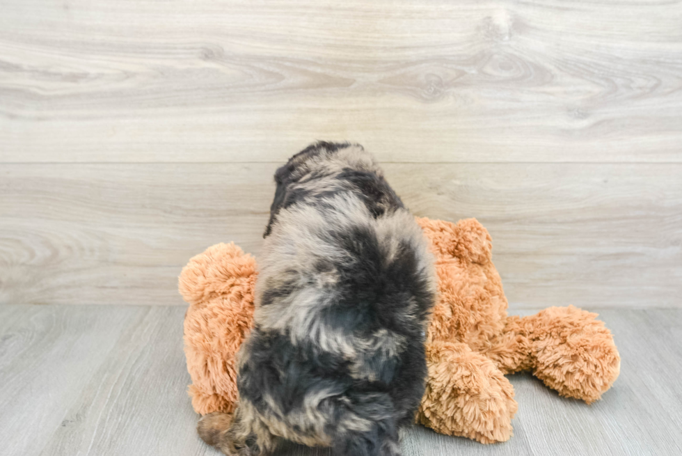 Sweet Mini Bernedoodle Baby