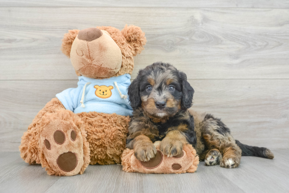 Energetic Mini Berniedoodle Poodle Mix Puppy