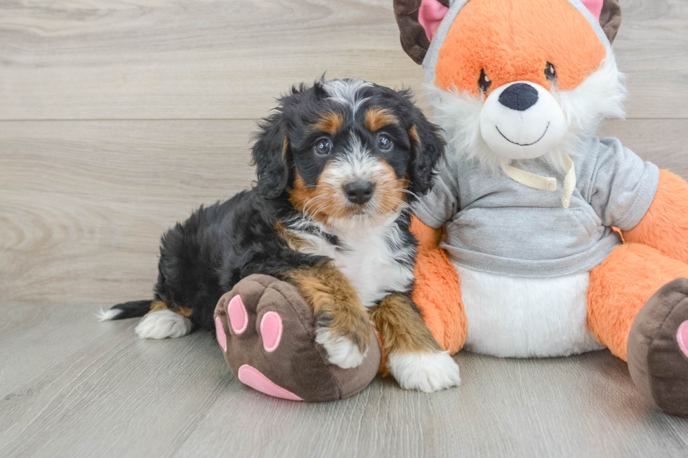 Mini Bernedoodle Puppy for Adoption