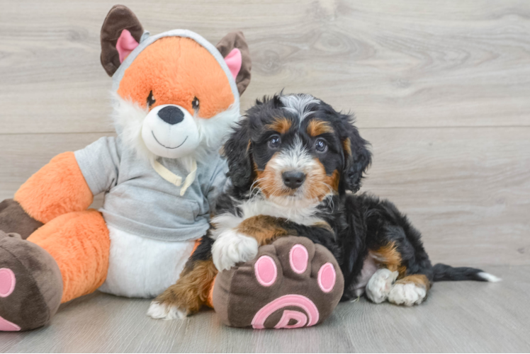 Friendly Mini Bernedoodle Baby