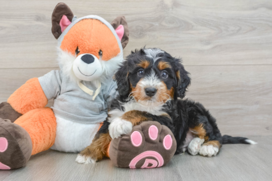 Friendly Mini Bernedoodle Baby