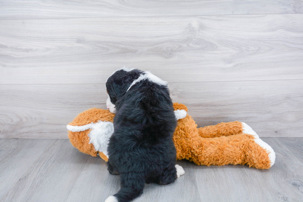 Best Mini Bernedoodle Baby