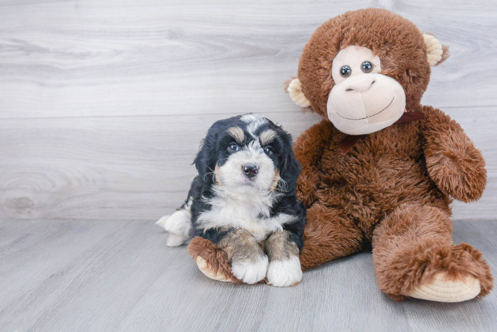 Petite Mini Bernedoodle Poodle Mix Pup