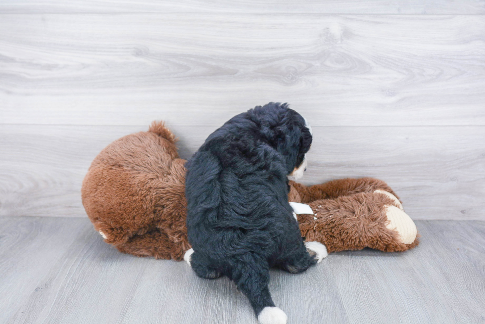 Mini Bernedoodle Puppy for Adoption