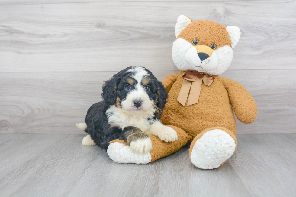 Mini Bernedoodle Puppy for Adoption