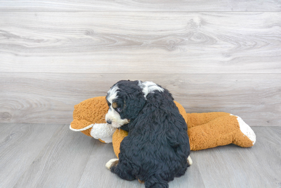 Mini Bernedoodle Pup Being Cute