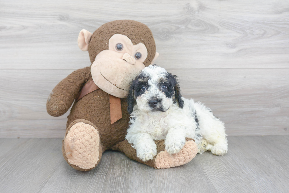 Hypoallergenic Mini Berniedoodle Poodle Mix Puppy