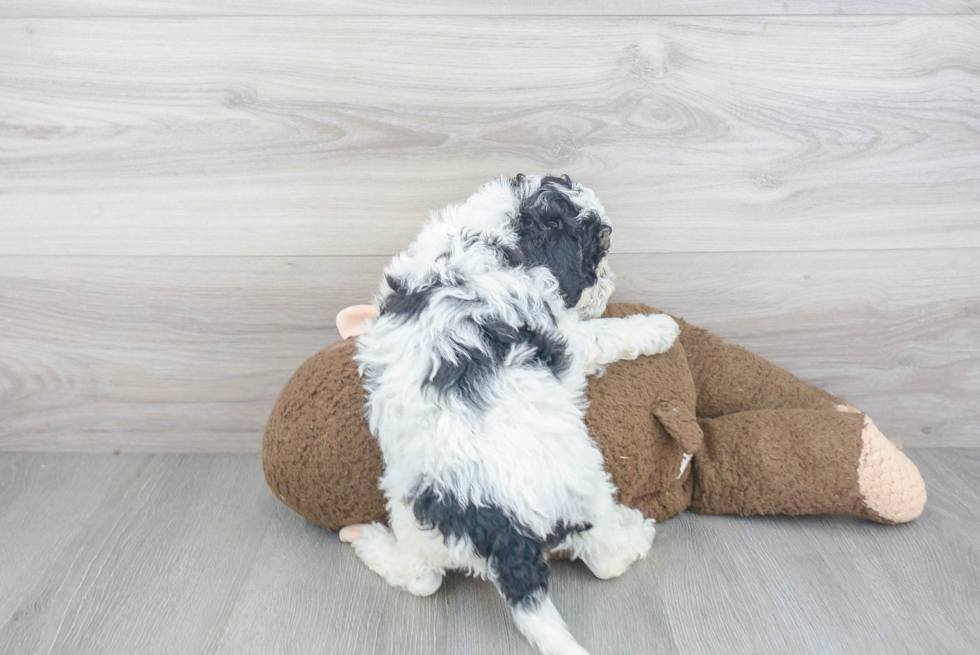 Mini Bernedoodle Pup Being Cute