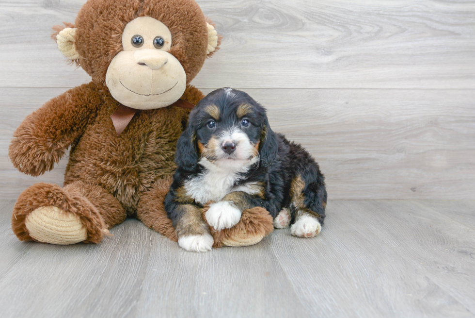 Adorable Bernadoodle Poodle Mix Puppy