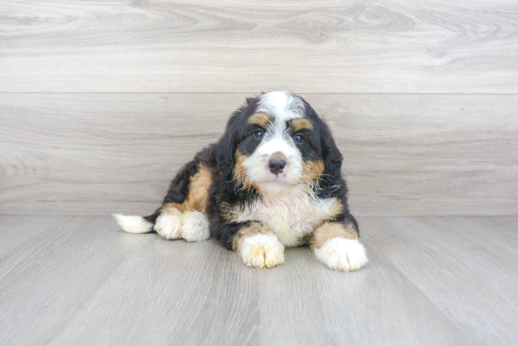 Hypoallergenic Bernadoodle Poodle Mix Puppy