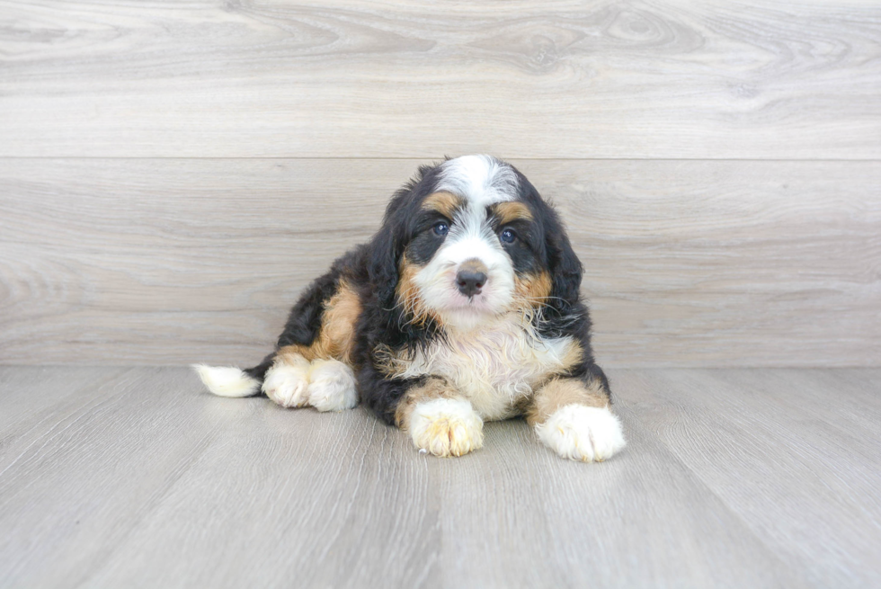 Hypoallergenic Bernadoodle Poodle Mix Puppy