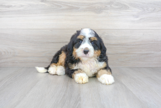 Hypoallergenic Bernadoodle Poodle Mix Puppy