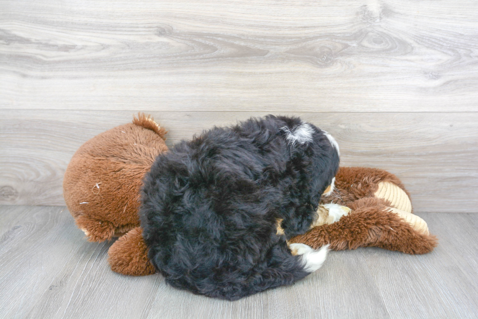 Small Mini Bernedoodle Baby