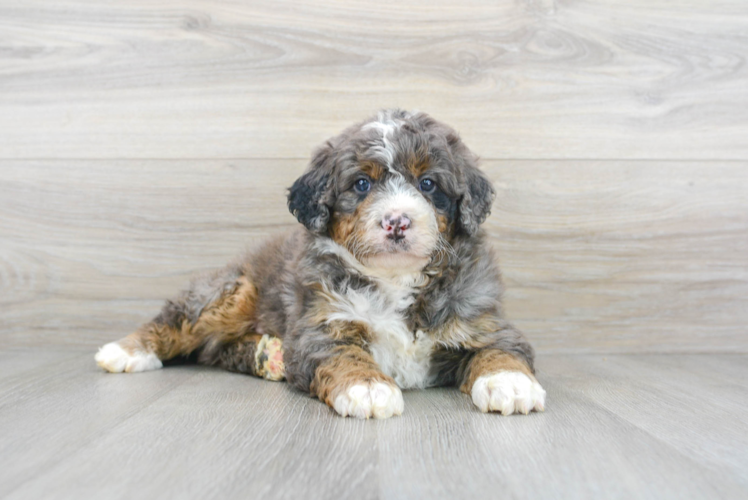 Best Mini Bernedoodle Baby